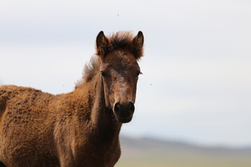 Pferd schaut in die Kamera mitten in seiner Herde