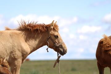 Fohlen an der Schnur – Stutenmelken in der Mongolei