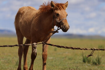 Fohlen an der Schnur – Stutenmelken in der Mongolei