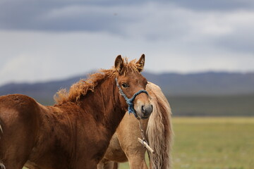 Fohlen an der Schnur – Stutenmelken in der Mongolei