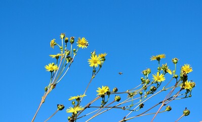 The yellow wildflowers in the field with a blue sky.
