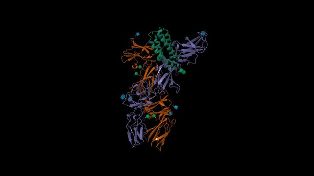 Structure of signaling thrombopoietin(green)-MPL receptor(violet-brown) complex. Animated 3D cartoon and molecular surface models, pdb 8g04, chain id color scheme, black background	