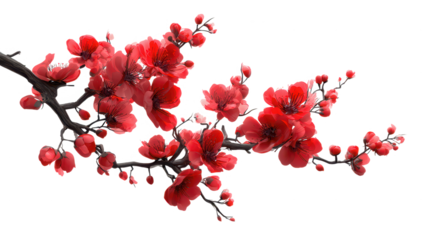 High quality photo of vibrant red cherry blossom branch isolated on transparent background.