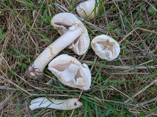 Agaricus xanthodermus