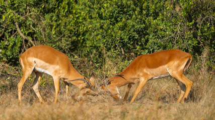 Two Male Impalas (Aepyceros melampus) Fighting in the African savannah at Olpejeta Conservancy Kenya 
