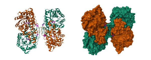 etaine-homocysteine S-methyltransferase in complex with S-(delta-carboxybutyl)-L-homocysteine. 3D cartoon and molecular surface models, pdb 1lt8, chain id color scheme