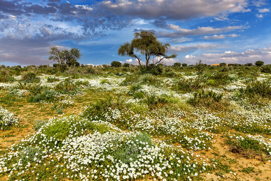 Wildflowers growing in Rawdat Khuraim (King's Forest), Riyadh, Saudi Arabia
