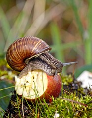 A snail eating an apple slice in nature