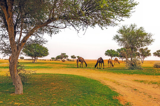 Four camels grazing in the desert, Saudi Arabia