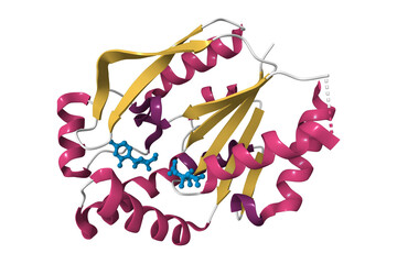 Crystal structure of human uridine-cytidine kinase 2 (UCK2) complexed with a cytidine substrate. 3D cartoon model, pdb 1uej, secondary structure color scheme