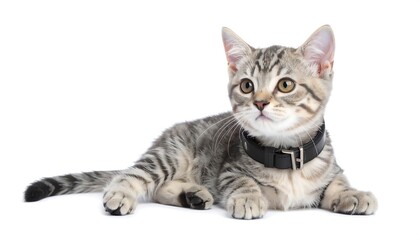 Obraz premium Grey tabby kitten, laying down, wearing a collar