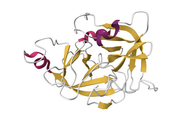 Structure of complement D factor. 3D cartoon model, pdb 5nb7, secondary structure color scheme