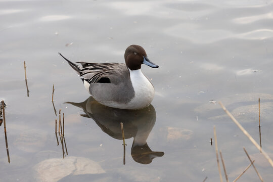 A northern pintail duck (Anas acuta) floats in the pond with its eyes closed.
