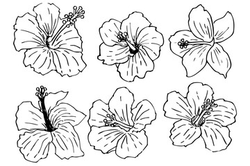 シンプルな手描きのハイビスカスの線画のイラスト素材　ベクター