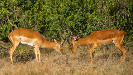 Two Male Impalas Fighting in the African savannah at Olpejeta Conservancy Kenya 