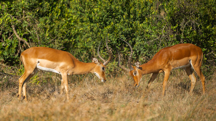 Two Male Impalas (Aepyceros melampus)  Fighting in the African savannah at Olpejeta Conservancy Kenya 