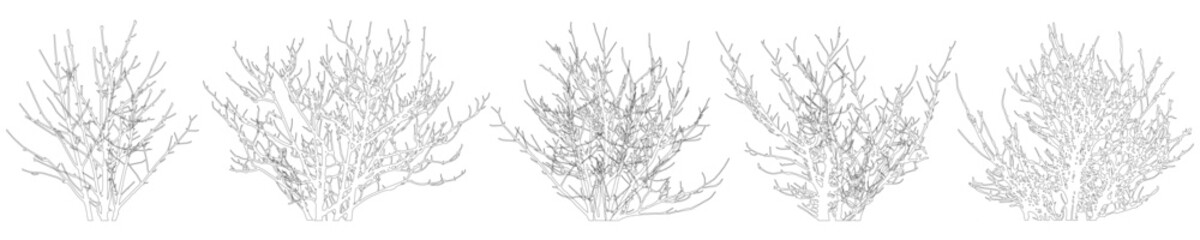 Bare bush set, contours. Vector illustration