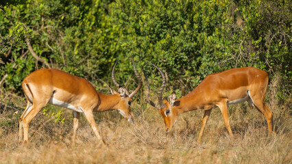 Two Male Impalas (Aepyceros melampus) Fighting in the African savannah at Olpejeta Conservancy Kenya 