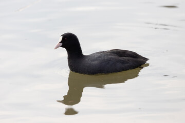 The Eurasian coot (Fulica atra), also known as the common coot, floats in the pond.