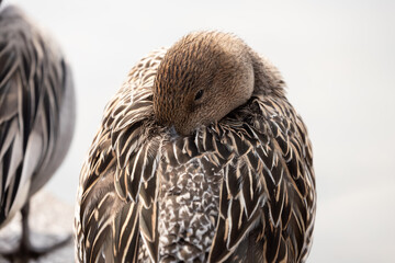 A close-up of a female Northern Pintail (Anas acuta) resting with its back turned