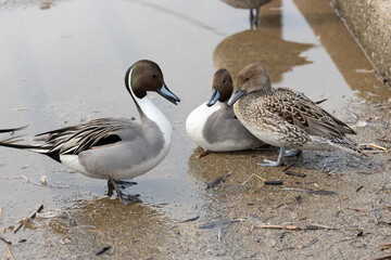 A flock of male and female northern pintail ducks facing each other by the water's edge