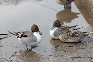 Northern pintail ducks, both male and female, face each other in the winter pond.
