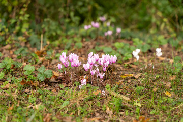 Cyclamen flowers in wooded area