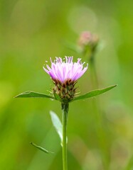 Close-up of a delicate pink flower with feathery petals, standing tall against a blurred green background