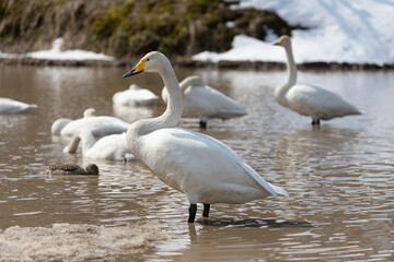 A flock of migratory whooper swans (Cygnus cygnus) flew to a winter pond surrounded by snow.