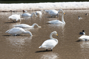 A flock of migratory whooper swans (Cygnus cygnus)  looking for food in a pond in winter