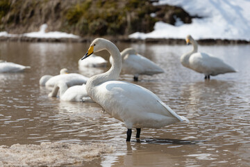 Obraz premium A flock of migratory whooper swans (Cygnus cygnus) flew to a winter pond surrounded by snow.