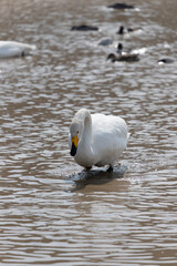 A migratory whooper swan (Cygnus cygnus) searching for food in winter muddy water.