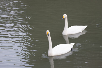 Obraz premium Two whooper swans (Cygnus cygnus) are swimming in the river.