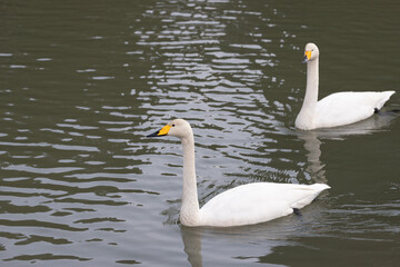 Obraz premium Two whooper swans (Cygnus cygnus) are swimming in the river.