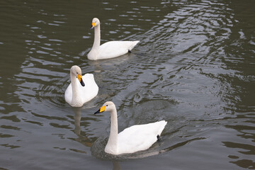 Migratory whooper swans (Cygnus cygnus) swimming in a winter river