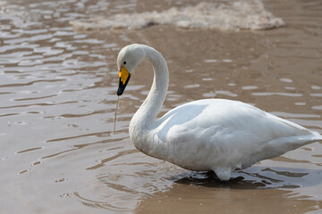 A migratory Whooper Swan (Cygnus cygnus) is resting in the winter pond.