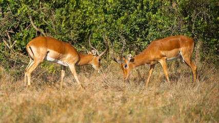 Two Male Impalas (Aepyceros melampus)  Fighting in the African savannah at Olpejeta Conservancy Kenya 
