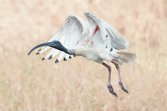 Close-up side view of a wild Australian white ibis (Threskiornis moluccus) in flight isolated against a blurred grassland background, Australia