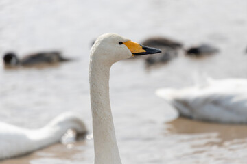 Obraz premium A portrait of a migratory whooper swan (Cygnus cygnus)