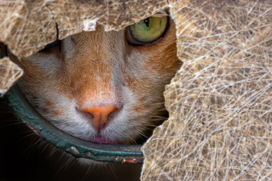 Close-up of a ginger Cat peeking through a hole in a gate