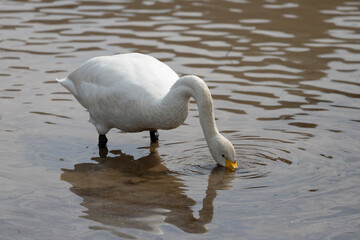 A migratory whooper swan (Cygnus cygnus) is looking for food with its head in muddy water.