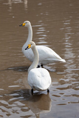 Two migratory Whooper Swans (Cygnus cygnus) are standing in the pond.