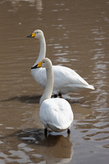 Fototapeta premium Two migratory Whooper Swans (Cygnus cygnus) are standing in the pond.