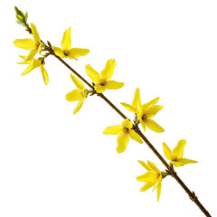 Vibrant Yellow Forsythia Branch with Blossoms on a Black Background, Ideal for Springtime Designs and Floral Decorations, Suitable for Textile