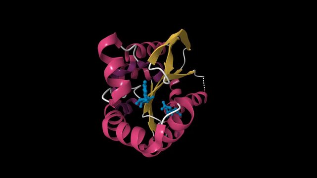 Crystal structure of human uridine-cytidine kinase 2 (UCK2) complexed with a cytidine substrate. Animated 3D cartoon model, pdb 1uej, secondary structure color scheme, black background