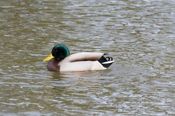 A side view of a male mallard (Anas platyrhynchos) swimming in the pond.