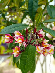 Obraz premium Plumeria in Bloom