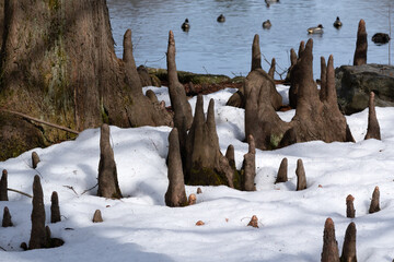 Swamp cypress or bald cypress (Taxodium distichum) forest in the snow.