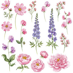 Watercolor Pink and Purple Flower Collection: Delicate Blooms for Design Projects, Featuring Cosmos, Sweet Peas, Delphiniums, and Peonies with