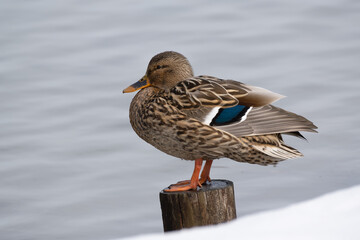 A female mallard standing on a stake in the pond